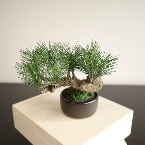 【一点物】フェイク盆栽｜水やり・お手入れ不要｜オブジェ Moden Bonsai S / 手入れ不要のフェイク盆栽 立体・オブジェ Shirabe