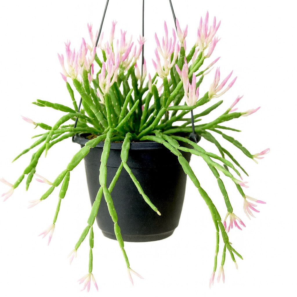 色づく希少種＊リプサリス ピンクサリー＊ハンギング 観葉植物 calm cafe