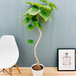 ［現品］84番　アロエ　ディコトマ　8号　観葉植物　室内　大型　屋外　おしゃれ 現品］84番 アロエ ディコトマ 8号 観葉植物 室内 屋外 おしゃれ