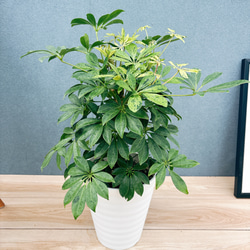 ［現品］【珍しい】10番　奄美姫ソテツ　盆栽造り　約7号　蘇轍　観葉植物　陶器鉢 現品］【珍しい】10番 奄美姫ソテツ 盆栽造り 約7号 蘇轍 観葉植物