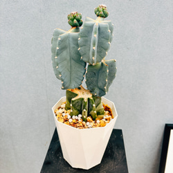 現品］【希少】2番 エピプレムヌム ピナツム セブブルー 8号 観葉植物