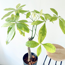 【Premium Plants】エバーフレッシュ ネムノキ 観葉植物 大型 c Premium Plants】エバーフレッシュ ネムノキ 観葉植物 大型 c Premium