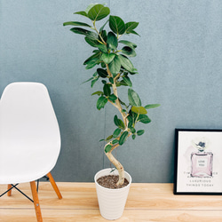 現品］【希少】ユッカ ロストラータ 実生 短葉 幹立 10号 観葉植物