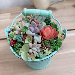 多肉植物寄せ植え そのまま飾れます 多肉植物 はなちかちゃん 通販