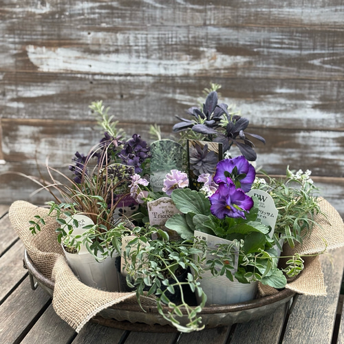 寄せ植え8苗セット＊ビオラ「プチトリアノン ローランサングレー