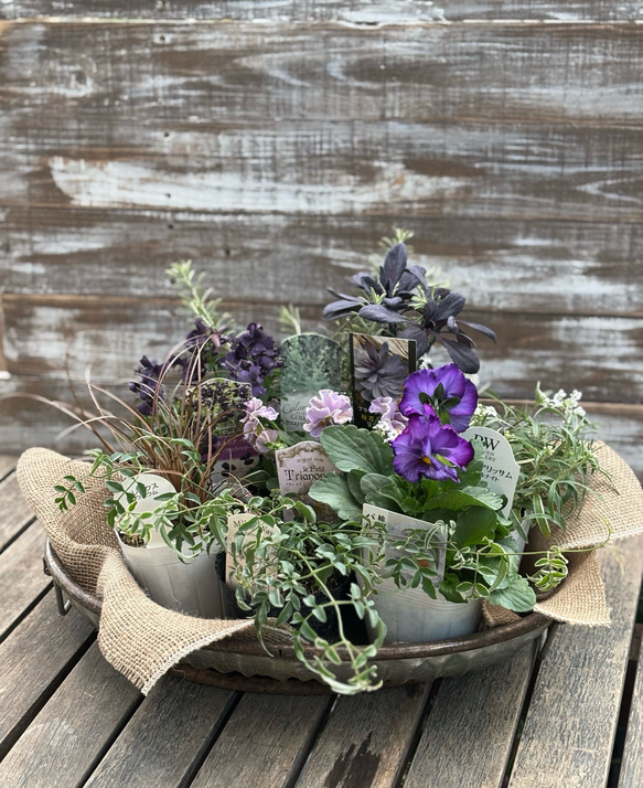 寄せ植え8苗セット＊ビオラ「プチトリアノン ローランサングレー
