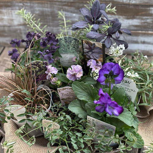 寄せ植え8苗セット＊ビオラ「プチトリアノン ローランサングレー