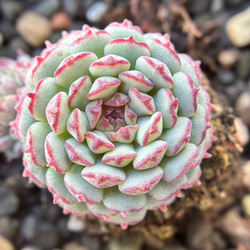 速達便で発送❣️新入荷 超レア 多肉植物 ドロサンテマ 超キラキラ