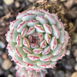 お買い得　早い者勝ち　多肉植物　人気ドロサンテマム キラキラ　超豪華 20品種 早い者勝ち 人気ドロサンテマム キラキラ 20品種 2025 超豪華 多肉植物