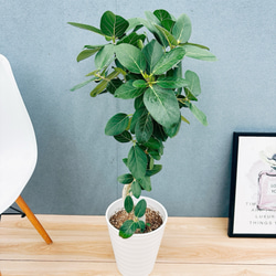 現品］【希少】ユッカ ロストラータ 実生 短葉 幹立 10号 観葉植物