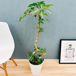 現品］【希少】8番 アガベ アテナータ レイオブライト 斑入り 8号 観葉