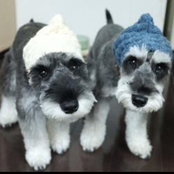 大人気♪ 手編み ◇ 犬 スヌード ◇北欧風 イタグレ トイプー