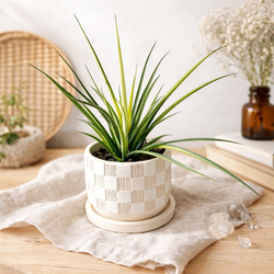 希少》サンスベリア タイハイブリッド Sサイズ 観葉植物 calm cafe