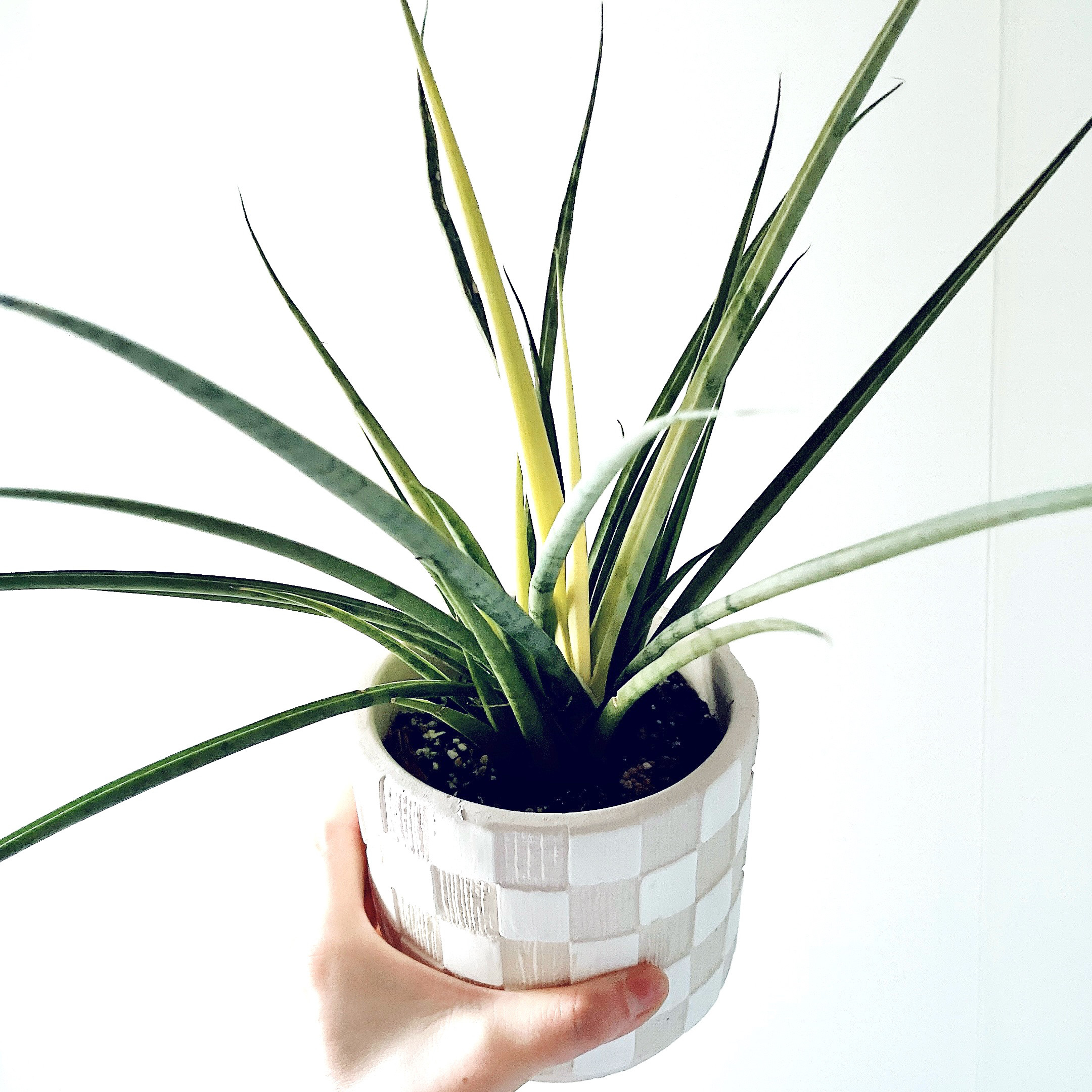 サンスベリア・グラシリス タイル調陶器鉢仕立て — calm cafe pure —