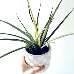 一点限定】ドラセナ ヴィクトリア Lサイズ 透き通るような美しさ 観葉