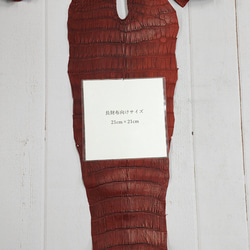 ワニ革　クレイフィニッシュ　レッドブラウン　No.C009302 9枚目の画像