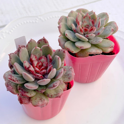 2025 New✨多肉植物 ソングフォーユー 韓国苗 多肉植物 pariʚ