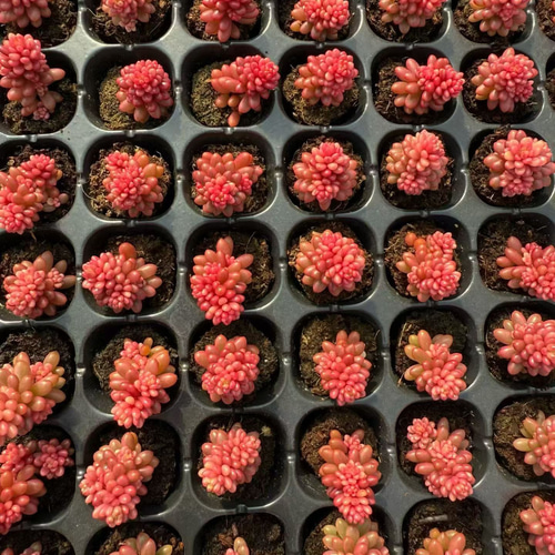 新入荷 多肉植物 セダム レッドベリー錦 小苗 2-3cm モス付き 1株 多肉