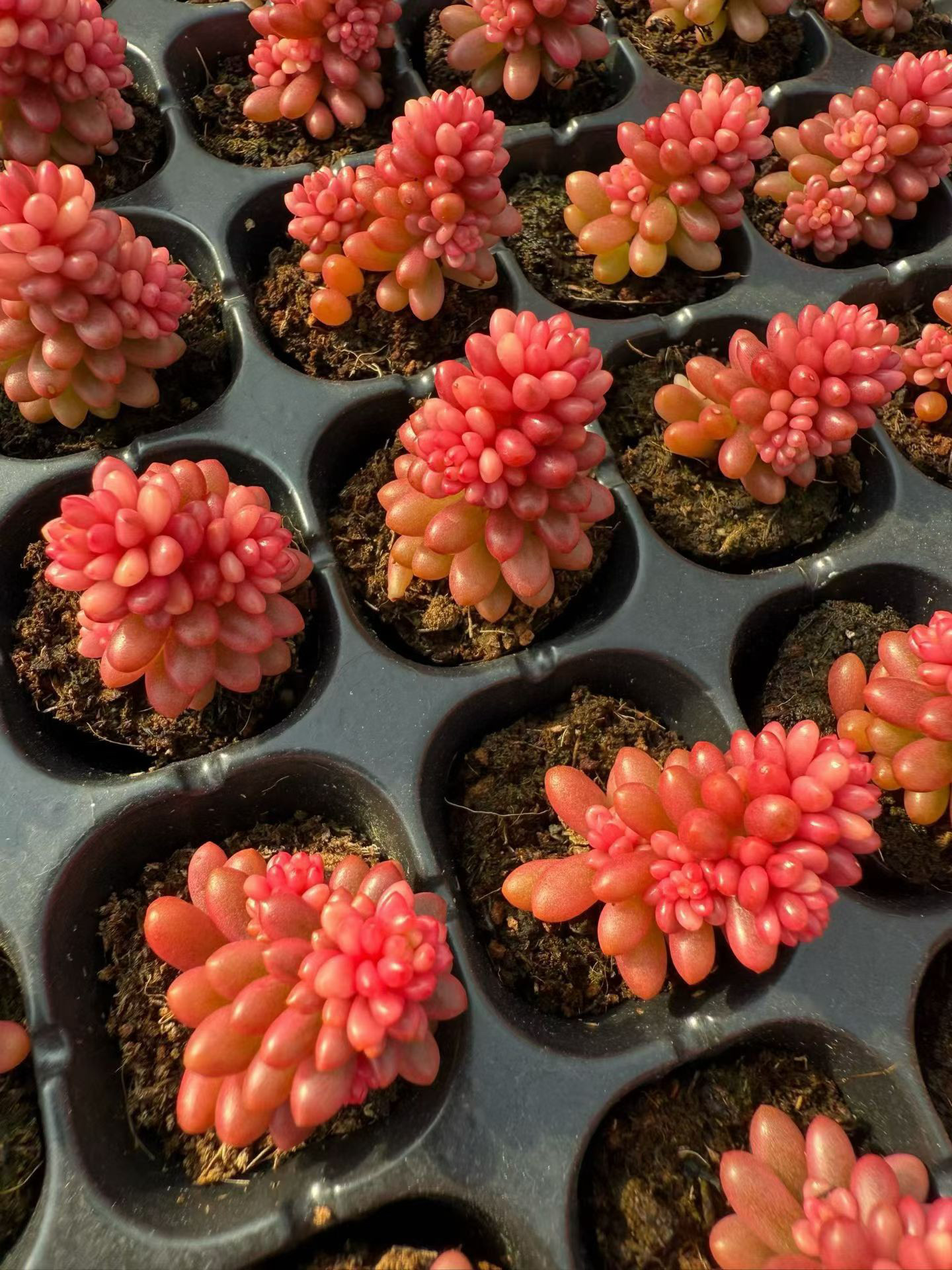 新入荷 多肉植物 セダム レッドベリー錦 小苗 2-3cm モス付き 1株 多肉