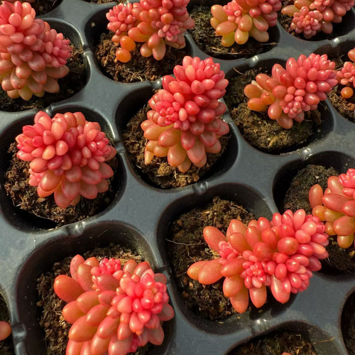 新入荷 多肉植物 セダム レッドベリー錦 小苗 2-3cm モス付き 1株 多肉