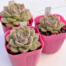 2025 New✨多肉植物 ソングフォーユー 韓国苗 多肉植物 pariʚ