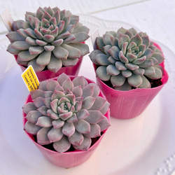 多肉植物 シャフラン錦 韓国苗 多肉植物 pariʚ❤︎ɞtaniku