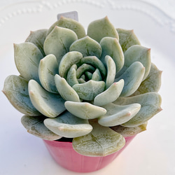 2025 New✨多肉植物 ソングフォーユー 韓国苗 多肉植物 pariʚ