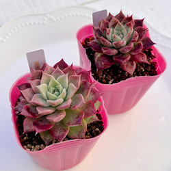 2025 New✨多肉植物 ソングフォーユー 韓国苗 多肉植物 pariʚ