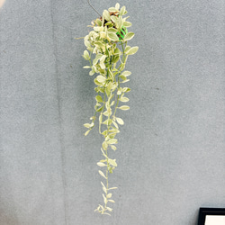 現品］【希少】かっこいい！ 4番 ドラセナ コンシンネ マジナータ