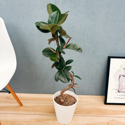 ［現品］4番　フィカス　ベンガレンシス　曲がり 8号　観葉植物　ゴムの木 現品］4番 フィカス ベンガレンシス 曲がり 8号 観葉植物 室内 大型