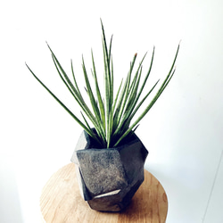 一点限定】ドラセナ ヴィクトリア Lサイズ 透き通るような美しさ 観葉