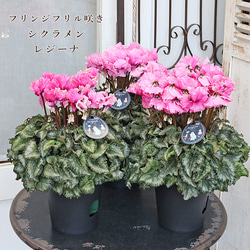 値下げセール 鉢花 フリル シクラメン レジーナ ピンク 5号 多年草