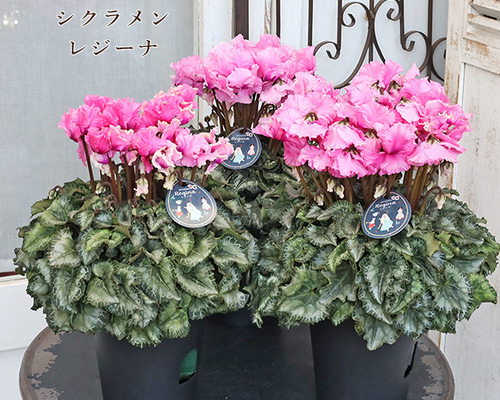 8cbae54e5f99ce4c5d805eccc2a584