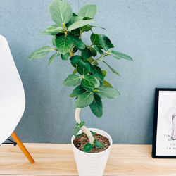 現品］84番 アロエ ディコトマ 8号 観葉植物 室内 屋外 おしゃれ