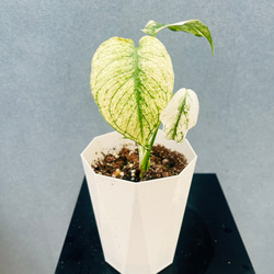 ⚜️激レア⚜️ ユッカ　エレファンティペス　バリエガータ　斑入り Spineless Yucca variegata ユッカ エレファンティペス バリエガータ I