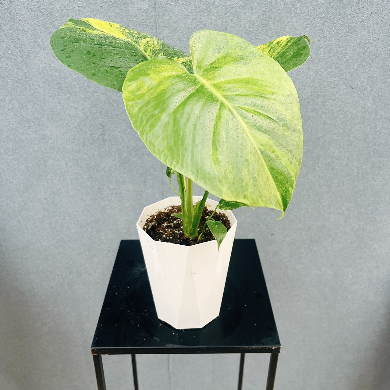 ［現品］【希少】B2  モンステラ　ボルシギアナ　オーレア　4号　斑入り　観葉植物　室内　レア　黄