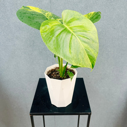 現品］【希少】ユッカ エレファンティペス 斑入り バリエガータ 7号