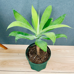 現品］84番 アロエ ディコトマ 8号 観葉植物 室内 屋外 おしゃれ