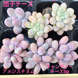 お買い得 早い者勝ち 人気ドロサンテマム キラキラ 20品種 2025 超豪華