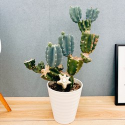 現品］84番 アロエ ディコトマ 8号 観葉植物 室内 屋外 おしゃれ