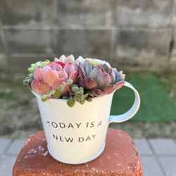 ☆送料無料☆♡そのまま飾れる♡クリスマス☆トナカイの多肉植物寄せ