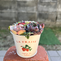 ☆送料無料☆♡そのまま飾れる♡ブリキ缶♬ハロウィンの多肉植物寄せ