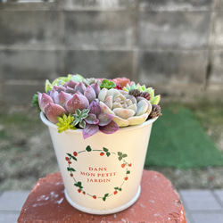 ❤️専用❤️多肉植物❤️そのまま飾れる寄せ植え❤️トナカイさん&シロクマさん❤️ ☆送料無料☆♡そのまま飾れる♡クリスマス☆トナカイの多肉植物寄せ