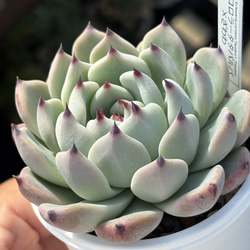 グラプトベリア☆丸葉系　ピンクシフォンモンストローサ　多肉　名札付き　汚れあり グラプトベリア☆丸葉系 ピンクシフォンモンストローサ 多肉 名札付き