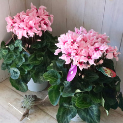 立派♡トキワマンサク♡七彩♡8寸鉢♡ アートフラワー nico flowers