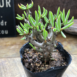 紅葉♡虹の玉♡モリモリ♡多肉植物♡ガーデニング♡インテリア アート