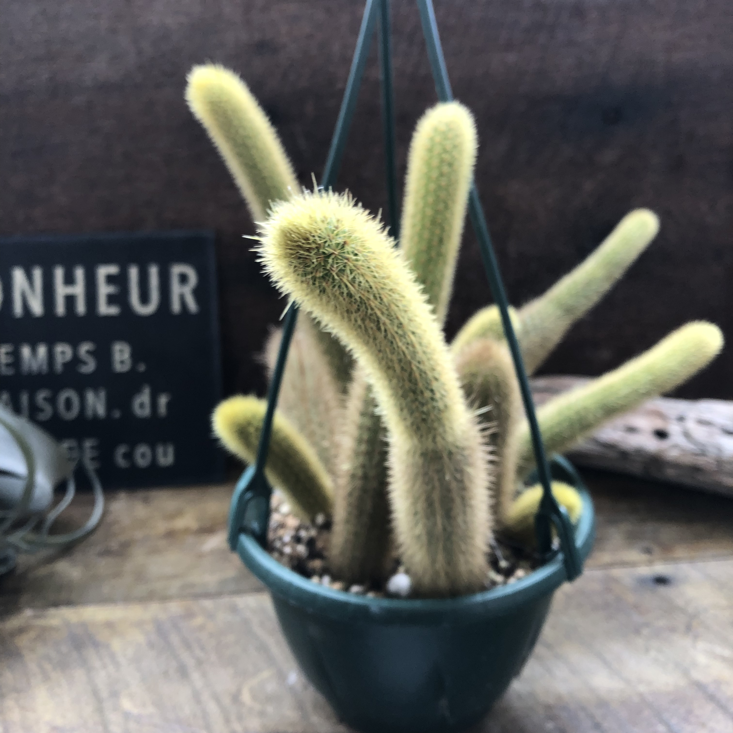 ヒルデウィンティラ♡吊り下げ♡おしゃれなサボテン♡ヒモサボテン