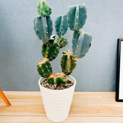 現品］【希少】 トックリラン 斑入り ポニーテール ノリナ セラアート