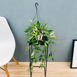 現品］【希少】2番 サイカス タイシルバー 実生 蘇轍 観葉植物 レア 6