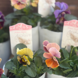 百笑(momoemi)ビオラ・パンジー ミックス4苗セット 色はおまかせ